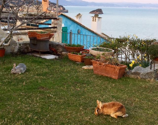 Paradiso Di Manù Noli Esterno foto